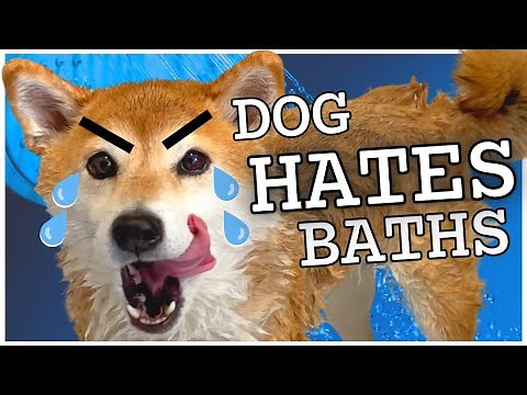 Dramatic Shiba Inu BATH TIME MELTDOWN | Home Grooming tips?