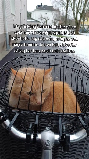#simba #cat #orangecat #gingercat