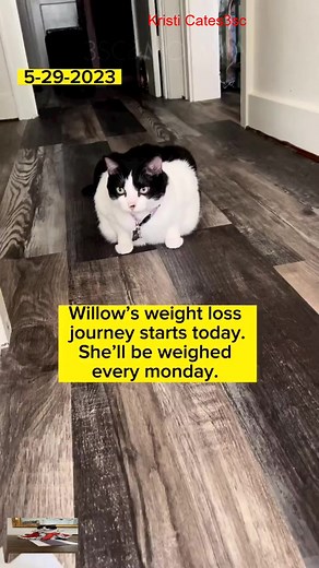 Willows weight loss journey Week 1 May 29th 2023 #3southern #reels #viral #loves #tiktok #videos | Kriisti Cates