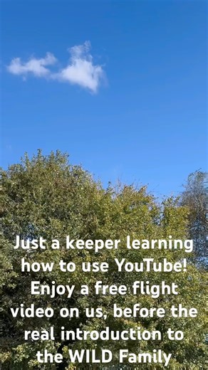 A Hello from WILD! It’s much easier to train a bird than to train a keeper on youtube!