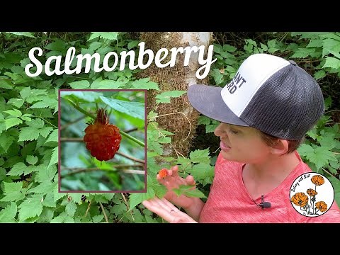 Salmonberry (Ep.22) - Botany with Brit
