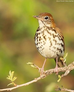 Time is Running Out: Plant Trees in Bird Habitats with Every $20! ABC is leading the way in bird conservation, but we can’t do it without you. Now through December 31, every $20 you give will plant a tree in critical bird habitat — and when you join at our Special Introductory Membership rate, you’ll also receive a FREE bird book! Don’t miss this limited-time chance to take bold action for birds in need. With your gift of $35 or more, you will: 🌳 Plant a tree in bird habitat — give $40 to plant