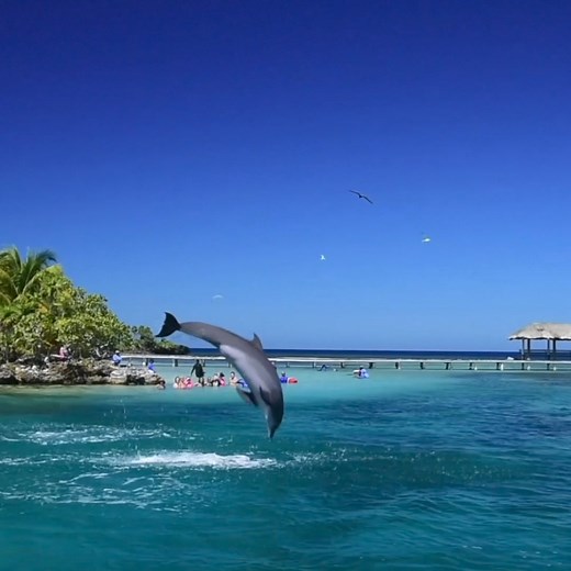 2.8K reactions · 282 shares | Embark on an extraordinary adventure with our Dolphin Encounters at Anthony's Key Resort! Swim, play, and learn with dolphins in the stunning Caribbean waters. Perfect for families, couples, and anyone looking to create unforgettable memories. Book your Dolphin experience today and dive into an experience of a lifetime | Anthony's Key Resort | Facebook