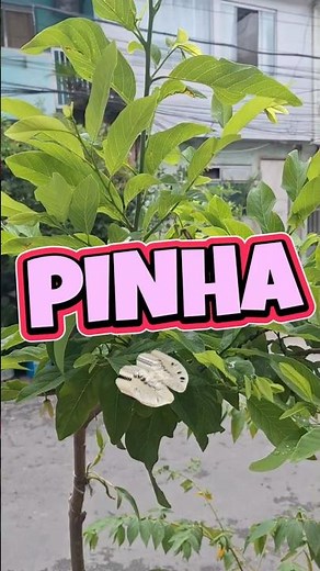 COMO FAZER A FRUTA DO CONDE, ATA, OU PINHA, NÃO CAIR AS FLORES E PRODUZ FRUTAS #fertilizante #adubo