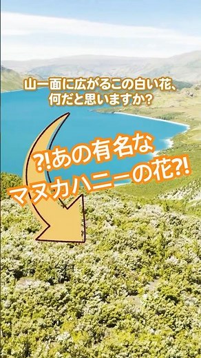 ニュージーランドの秘境から贈る、特別なマヌカハニーの物語 #杉養蜂園#マヌカハニー #ニュージーランド #自然の恵み #ヘリコプター養蜂 #ミツバチ #養蜂 #大自然 #贅沢な味わい #マヌカの花