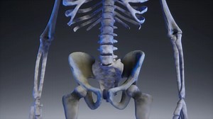 Squelette Corps Humain Anatomie - Free video on Pixabay