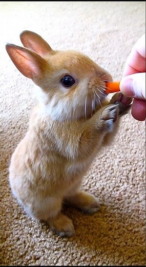 feeding a cute rabbit | cute bunny nibbling a carrot adorable video #rabbit #bunny #pets #shorts