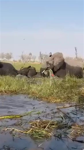 54K views · 432 reactions | A fed-up mama elephant charged a group of careless tourists who drifted too close to her babies in Botswana’s wetlands and trampled a blundering woman, nearly drowning her, wild footage shows. The woman, who was shoved underwater, escaped rattled but unscathed. | New York Post Lifestyle | Facebook