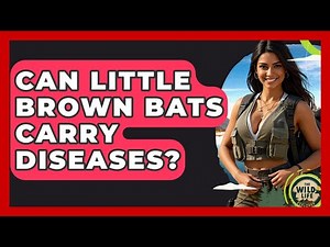 Can Little Brown Bats Carry Diseases? - The Wild Life Explorer