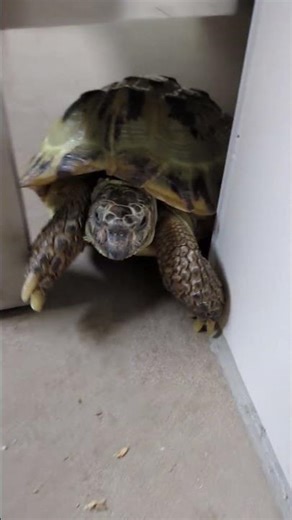 Verzweifelter Versuch 😹💚 | 🐢 Viking Turtle Olaf #shorts