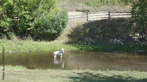 alpacas and llamas graze on the farm