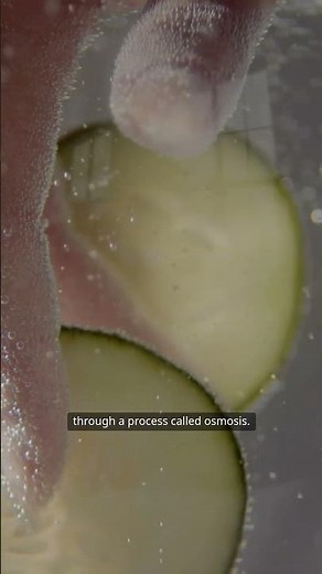 Why Does Salt Preserve Food?