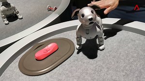 44K views · 117 reactions | How much is this doggo in the window? A cool US$3,000 - here's what the newest model can do for the asking price: https://cna.asia/2DsEzmn | CNA | Facebook