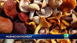 Consumer Reports | Online mushroom kits to grow your own fungi