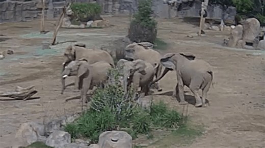 Zoo elephants form 'alert circle' during San Diego earthquake