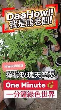 香水界的頂級秘密配方！「檸檬玫瑰天竺葵」被稱為窮人的玫瑰，新手防爛根度夏3大秘訣🌹🍋