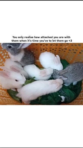 It’s Time to Say Goodbye 💔 | My Baby Rabbits Are Leaving 🐇 #pets #rabbits