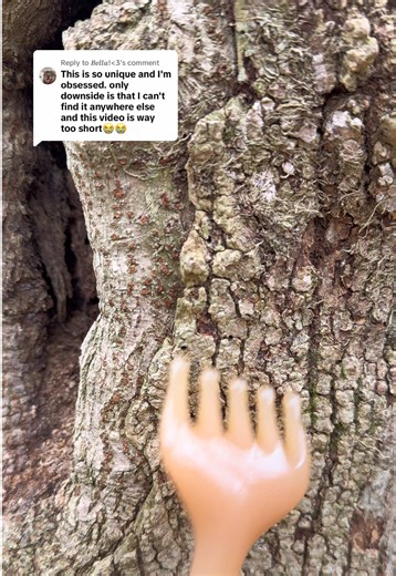 Relaxing Nature ASMR with Enchanting Tree Sounds