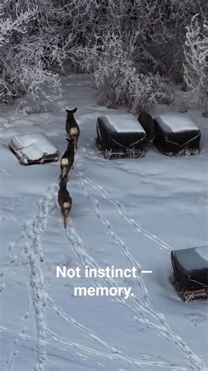 Michel on Instagram: "Landscape Memory Encoding Deer navigate winter using stored spatial memory, not randomness. Details: Deer do not wander randomly. Their tracks encode a biological map learned across seasons — safe corridors, efficient snow depths, predator sightlines, and energy-saving routes. This is landscape memory encoding: spatial knowledge stored in neural and behavioral patterns. Each winter reinforces these micro-maps, transforming terrain into remembered structure. The single-file 