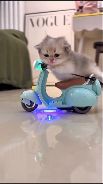 Tiny Kitten Turns Into Scooter Pro Rider 🐱🛴