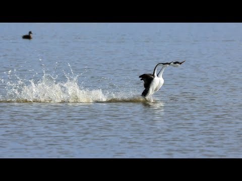 Birds Running on Water! Western Grebe's Couple Dancing on Water Together!