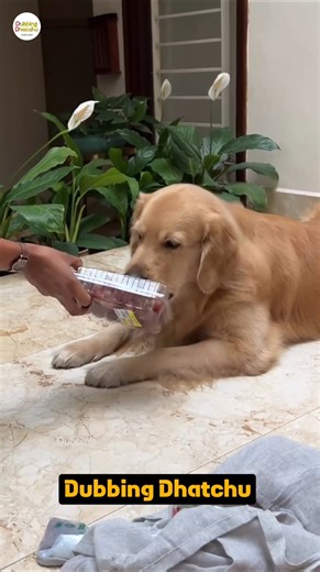 எல்லாம் ஓகே karekta iruku 😂 #dogvoiceover #funnyanimals #trendingshorts