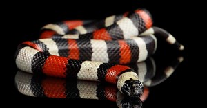 Are Milk Snakes Poisonous or Dangerous?