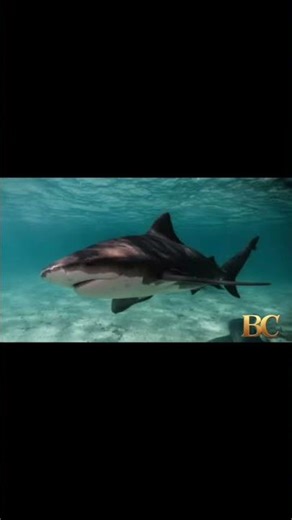 Sharks in the Bahamas test positive for caffeine, painkillers and even cocaine, study says