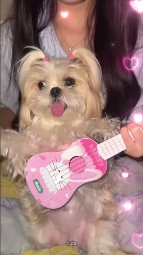 Girl Puppy Playing Guitar 🎸🐶💖 Cutest Performance Ever! 😍