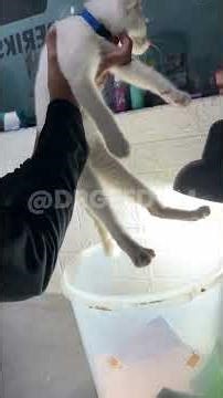 Kirain Kerupuk… Ternyata Isinya Kucing 😭🐱