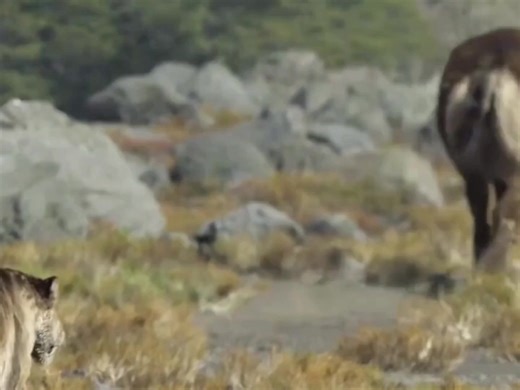 🩸 Sabertooth Tiger – The Final Hunt ❄️ #SabertoothTiger #IceAge #PrehistoricAnimals #EpicScenes #AncientBeast #CinematicReel | Plotvana Universe