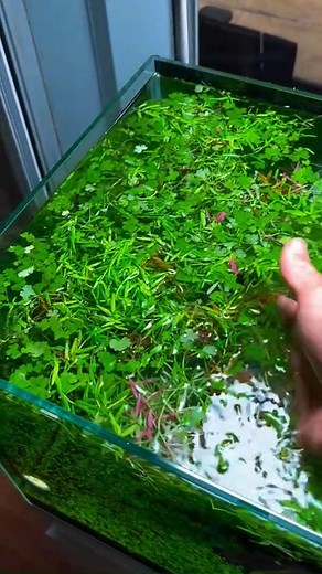 Who has an underwater hedge trimmer or weed whacker I can use? I’ll be using some of these trimmings for the next tank! #aquascape #plantedtank #aquascaping #ultumnaturesystem #aquariumhobby #aquarium #plantedaquarium #freshwateraquarium #aquascaper #aquascapeindonesia #aquariums #natureaquarium #aquariumfish #tropicalfish #plants #oaselivingwater #seachem #fishtank | Steven Huskisson Fan