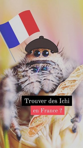 🌿 Terrapodia on Instagram: "Y'en a toujours une dans ta voiture 🤌 ✨ Le site c'est "arachno piwigo" et faut aller dans la galerie dans la famille "Salticidae" 🥐 Feat 1 : le bras de @myrme.epn qui tient l'araignée myrmécomorphe (forcément) 🥖 Feat 2: la voiture de mon voisin Si t'as envie de partager cette vidéo : merci beaucoup ça m'aide ÉNORMÉMENT 🙏 #phidippus #phidippusregius #salticidae #jumpingspider"