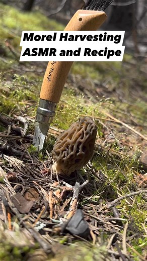 ‘Tis the season for morels here in California, so here’s a compilation of me harvesting morels and making up a quick dish with them. .The most frequent question I get on most of my posts is “why do you tap mushrooms”? I have answered this question literally thousands of times, talked about it extensively on my podcast, and written up a full explanation on the FAQ page of my website. But, I’ll try to explain myself here once again. The primary reason for tapping these morels is to make a satisfyi