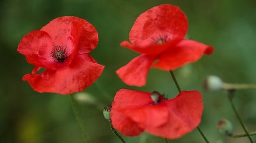 'In Flanders Fields,' read by Michael Enright