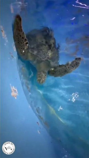 Here we are, up close with the wild loggerhead!