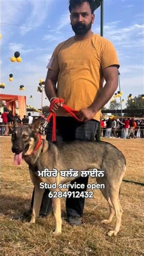 🐶 Alsatian Dog Stud Open | Pure Breed Available 🔥#ai #shorts #trading