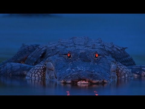 GUSTAVE - The Most Dangerous Nile Crocodile in the World