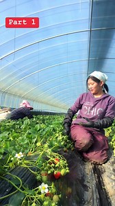 1.6M views · 74K reactions | Maele sunite lae strawberry khanna k vaneko hernu hernu kati kura Po vanxa ta凉man dukheu mero☺️ajhe xa hai asko part2 pani珞#reelslove Sunita Tamang | Rekha Rai | Facebook