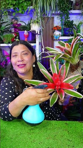 How to keep bromeliads properly hydrated