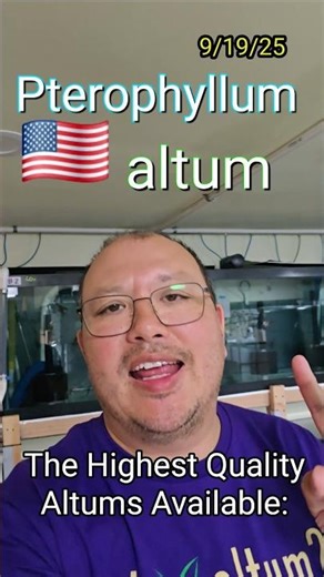 The Highest Quality Altum Angelfish Available 9/19/25 #aquarium #fishkeepinghobby #angelfish #altum