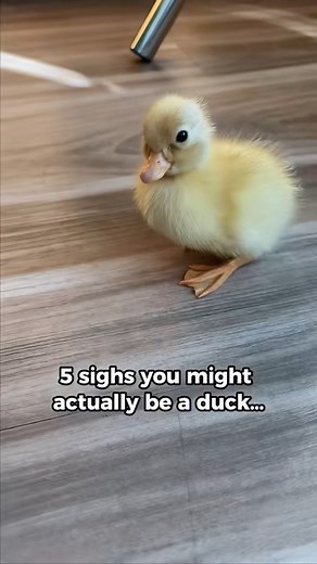 734K views · 11K reactions | Online Duck Test ✔️ . . #duck #ducks #duckling #ducklings #ducksofinstagram #petstagram #birds #pet #pets #animals #petlovers #petlife #exoticpets #cuteanimals #petduck | Ducks_in_space | Facebook