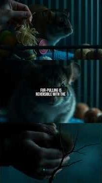 Why Do Chinchillas Pull Out Their Fur? Understanding Stress-Related Baldness