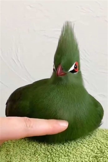 Discover the Grass-Like Bird: Turaco Unveiled