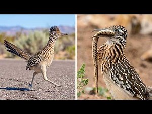 Greater Roadrunner ⚡ It RUNS Instead of Flying!