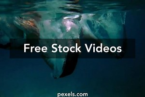 Swiming Videos, Download The BEST Free 4k Stock Video Footage & Swiming HD Video Clips