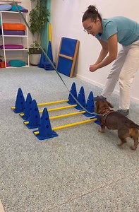 6.7K views · 44 reactions |  Greta is a standard wire-haired...