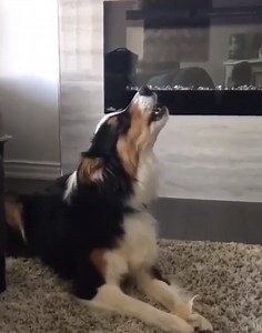 5.8M views · 71K reactions | When your favorite song comes on...WAIT FOR IT鸞 | Best of Aussies Doing Things | Facebook