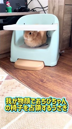 おちびちゃんの椅子を占領するうさぎ #rabbit #cute #animals