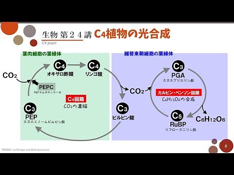 【高校生物】第24講「C4植物」